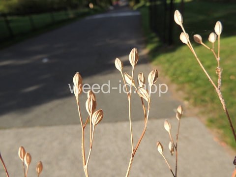 nipplewort